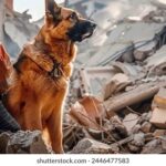 Foto perro rescatista junto a su cuidador